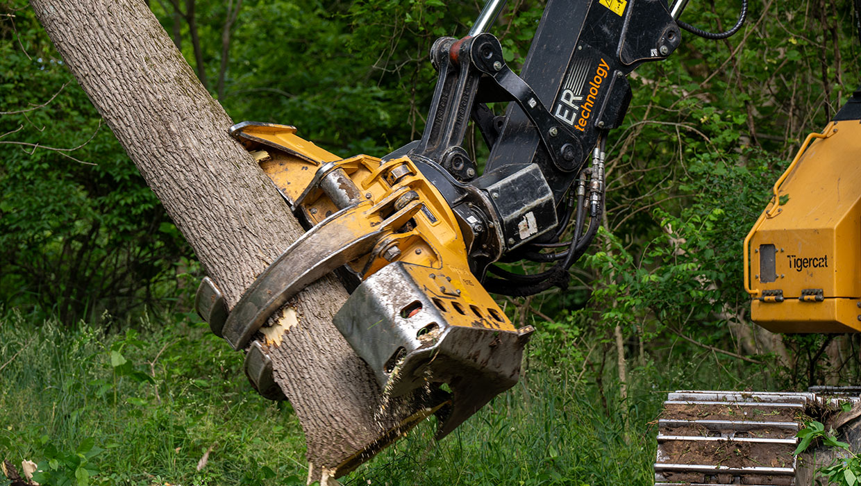 Tigercat 5185 fixed head falling a tree