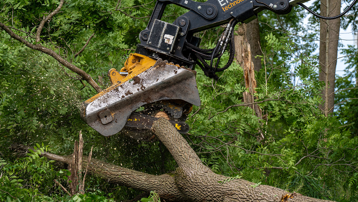 5185 fixed felling head limbing a large hardwood