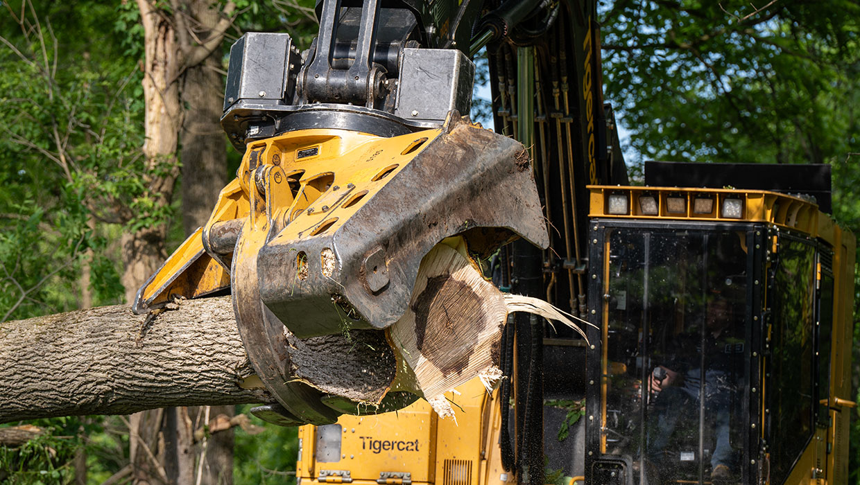 5185 fixed felling head grappling a large hardwood tree