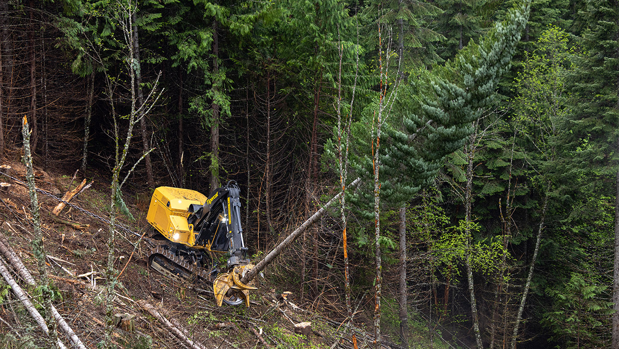 Image of a Tigercat LX870D feller buncher working in the field