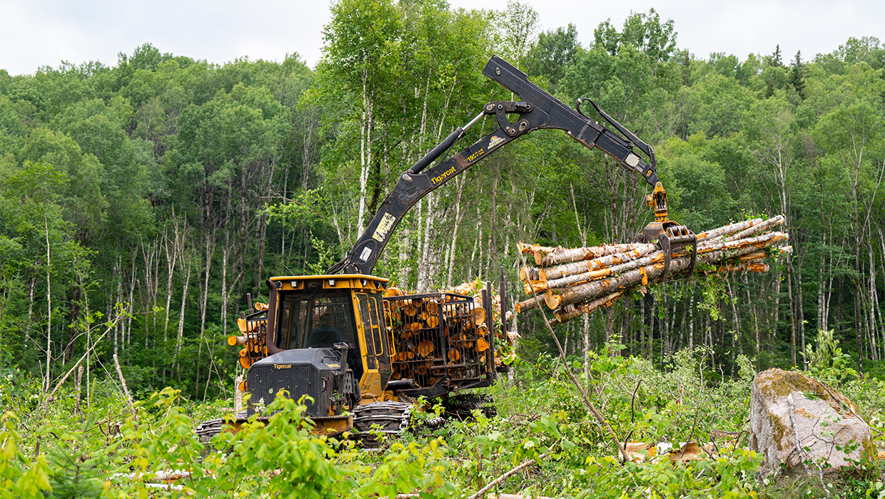 Image of a Tigercat 1085C forwarder working in the field