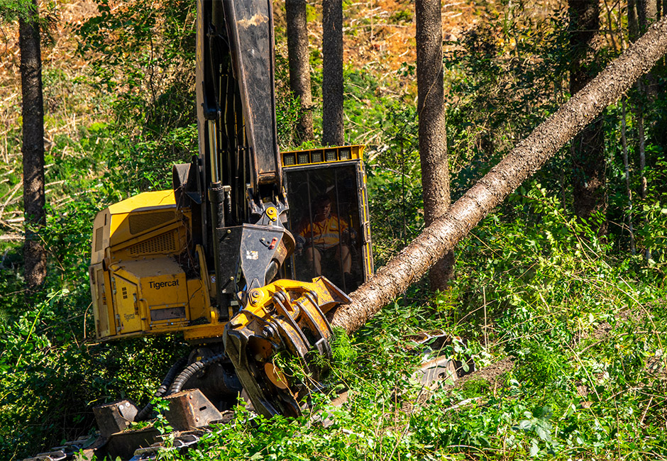 Une LS855E Tigercat abattant un pin de Hoop.