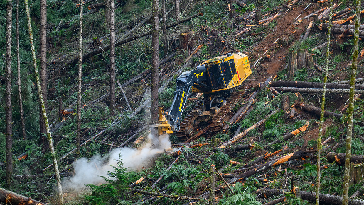 Image of a Tigercat LX877 feller buncher performing steep slope harvesting