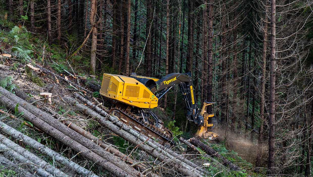 Image of a Tigercat LX877 feller buncher performing steep slope harvesting