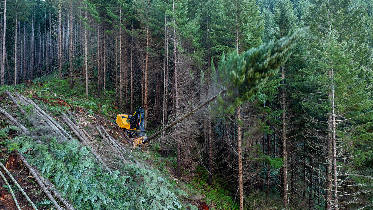 Image of a Tigercat LX877 feller buncher performing steep slope harvesting